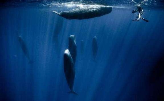 虎鲸为什么怕抹香鲸,虎鲸为何打不过座头鲸(1)