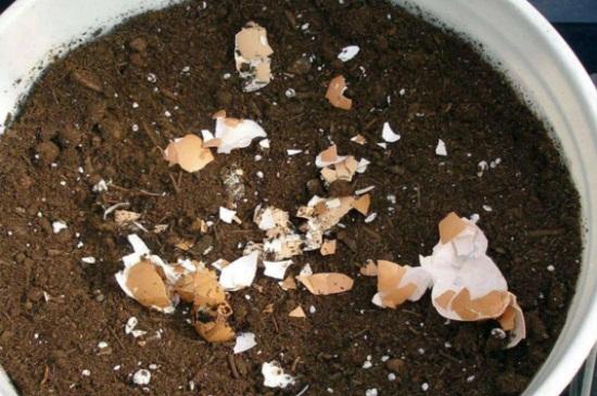 鸡蛋壳不适合哪些花做肥料,鸡蛋壳做肥料适合哪种花(3)
