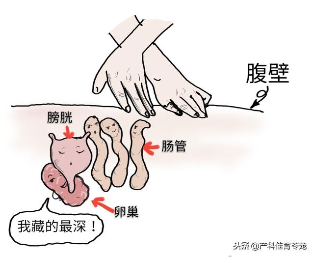 腹部卵巢按摩手法步骤,肚子卵巢保养按摩手法完整版(2)