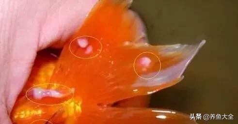 鹤顶红金鱼为什么这么难养,鹤顶红金鱼有多难养(2)