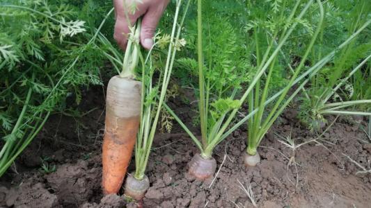 种红萝卜地湿还用浇水吗,小院种红萝卜种后什么时候浇水(4)
