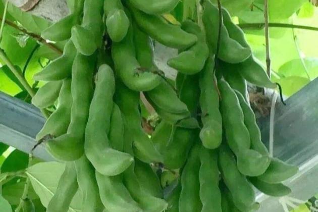 龙爪豆的正确吃法和禁忌,龙爪豆怎么炒最好吃(2)
