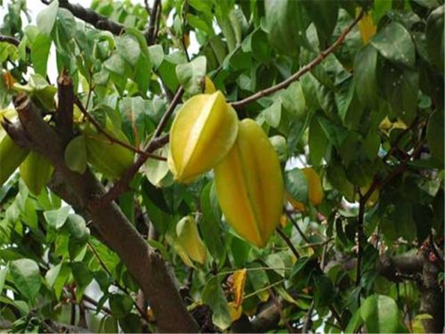 杨桃可以插枝繁殖吗,杨桃直接扦插枝条能种活吗(3)