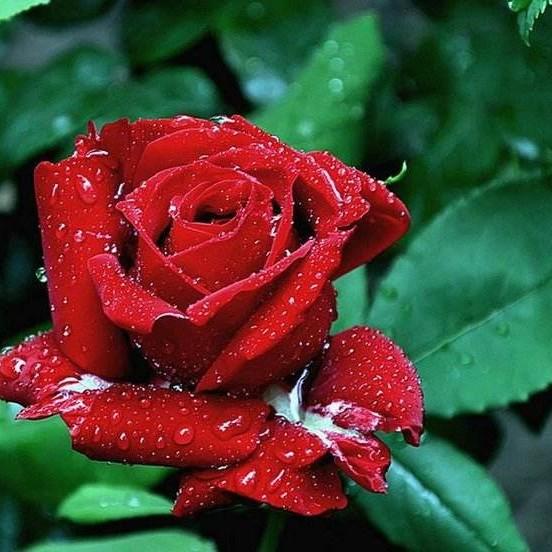 女人发二朵玫瑰怎么回,女人给男人发两朵红玫瑰花怎样回(3)