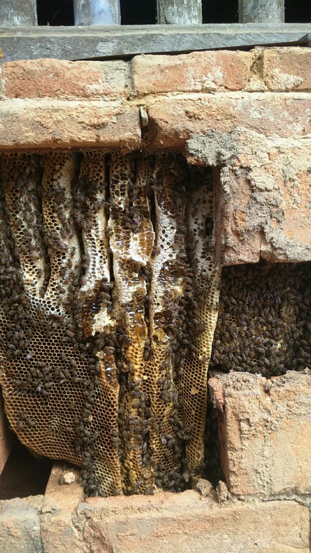 野外怎样寻找蜂巢,怎样寻找到野蜂巢(3)