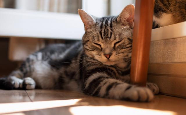猫猫为什么喜欢在地毯上睡觉,猫猫为什么喜欢蹭脚(4)