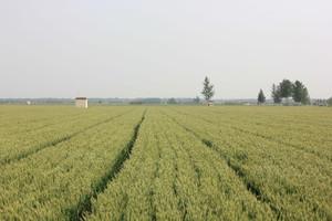 矮抗58小麦品种分几种,矮抗58小麦品种简介图片(2)