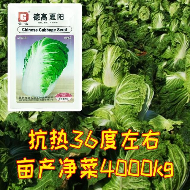 十大耐热蔬菜品种,20种耐阴蔬菜大全(5)
