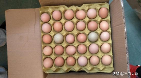 鸡蛋放在太阳底下怎样孵化小鸡,鸡蛋放在哪可以孵化小鸡(3)
