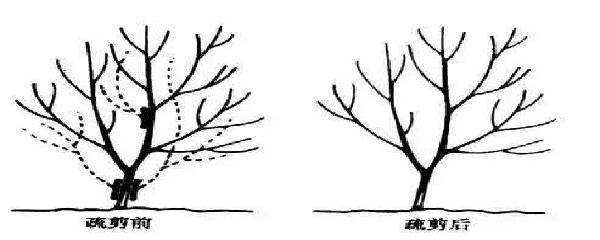 红豆杉剪枝正确方法,扦插红豆杉多久能生根(3)