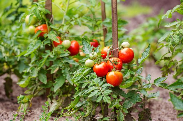 秋番茄的种植方法,露天秋番茄种植时间(2)