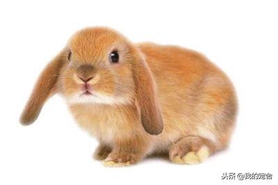 为什么给兔子带眼神它会自己乱跑,兔子为什么一出笼门就跑(2)