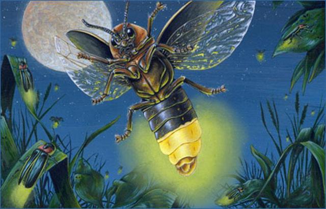 萤火虫有害处吗,萤火虫的害处有哪些(1)