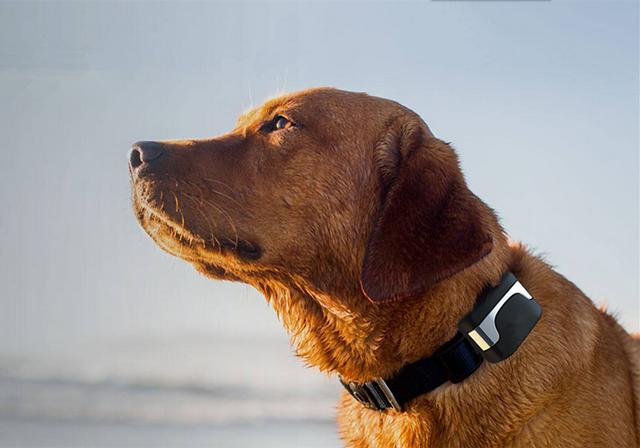 超声波止吠器对狗有害吗,超声波可以驱赶狗吗(3)