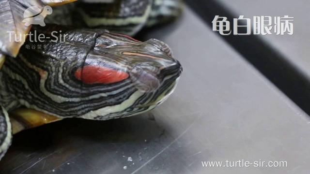 乌龟眼睛睁不开有白膜,乌龟眼睛白膜怎么去除(3)