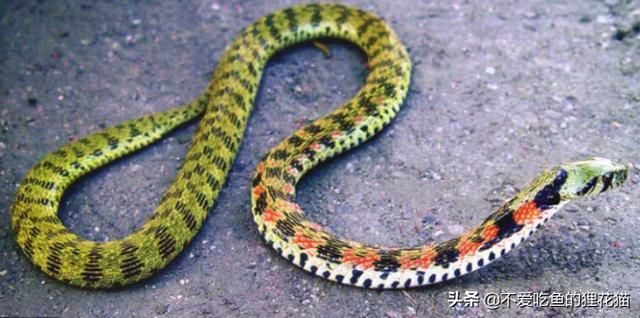 红颈游蛇吃啥,红脖游蛇是水蛇吗(5)