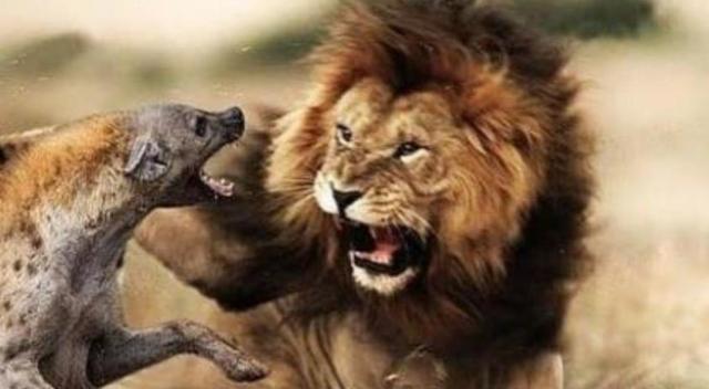 为什么鬣狗最怕雄狮,雄狮为什么这么讨厌鬣狗(3)