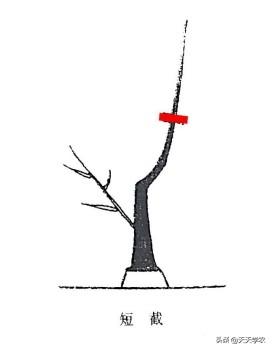 果树截枝的正确方法,果树截枝种植方法图解(1)