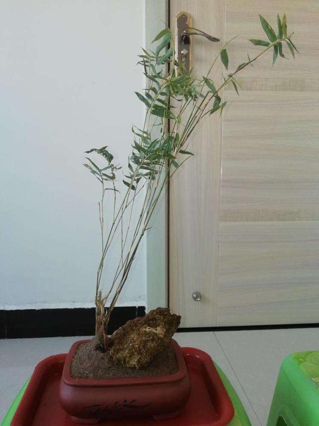 刚买回的米竹怎么养才能开花,刚买的米竹怎么养(4)