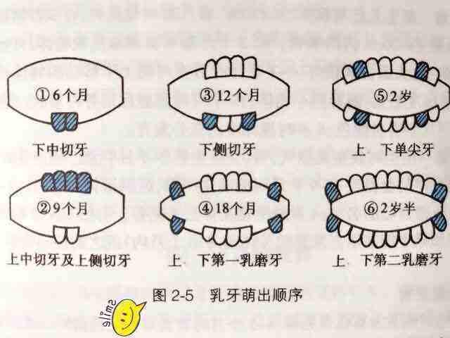 小孩出牙是什么样子的,小孩出牙的症状和规律(2)