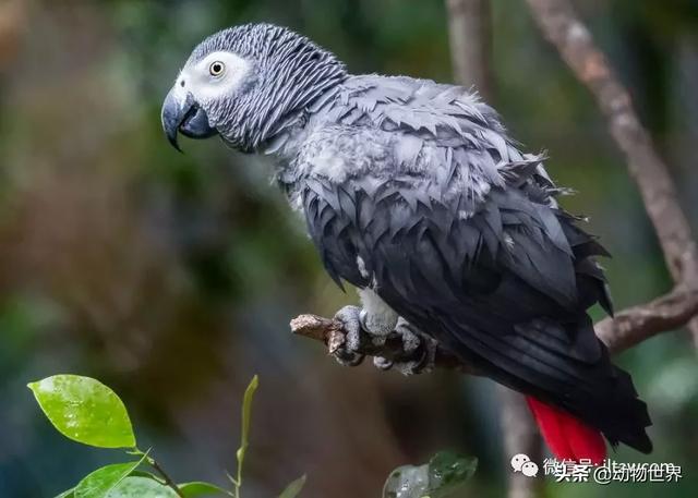 非洲灰鹦鹉繁育方法,非洲灰鹦鹉怎么判断公母(2)