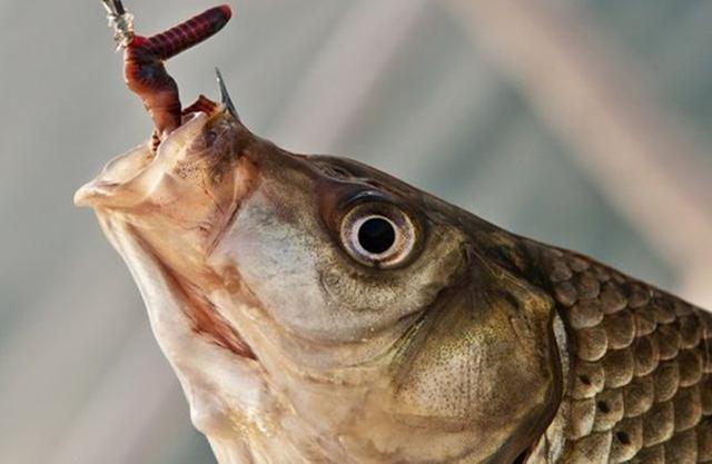 鱼钩磨锋利的正确方法,怎样检验鱼钩的锋利程度(2)