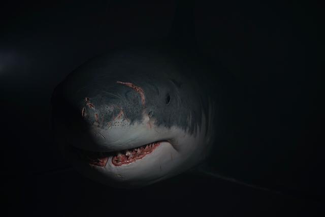 现存最大的鲨鱼,世界上最大的鲨鱼有多大(3)