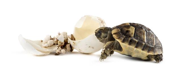 龟饲料怎么做最新,最简单的龟饲料配方(1)