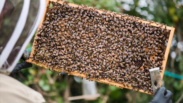 蜂群怎么控制分蜂热,中蜂分蜂热怎么解决最快(1)