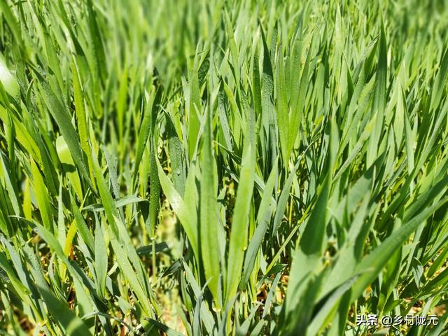 怎样保存小麦过夏不生虫,防止大米生虫的方法(3)