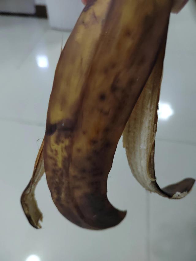 香蕉放在了洞里拉出来以后能吃吗,香蕉放袋子里面几天还能吃吗(1)