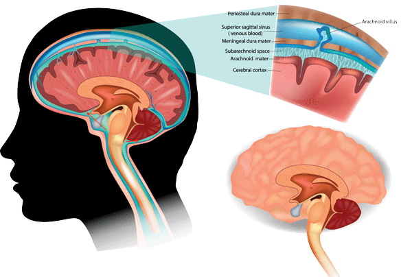 蛛网膜在大脑哪个部位图解,蛛网膜在大脑哪个位置(2)
