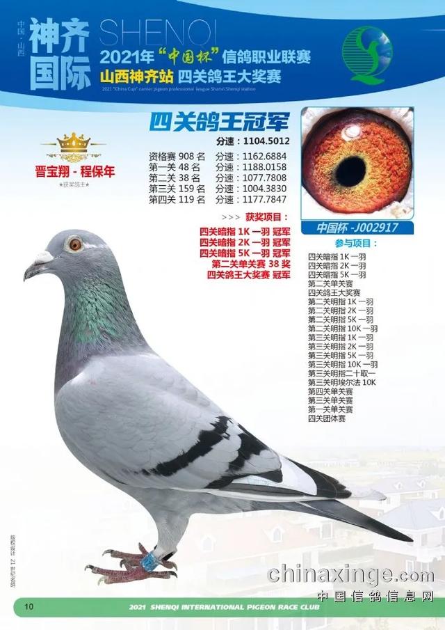 全国信鸽名家排行榜,中国最好的信鸽品种排名(1)