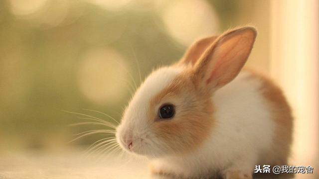 为什么给兔子带眼神它会自己乱跑,兔子为什么一出笼门就跑(4)