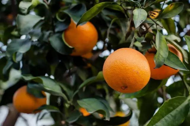 爱媛柑橘来历,爱媛果冻橙与桔子的区别图片(4)