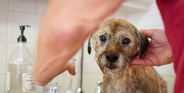 三个月的小狗可以自己给他洗澡吗,小狗三个月了可以在家里洗澡了(1)