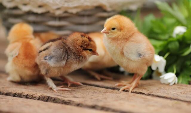 公鸡和母鸡怎么区分,炖公鸡和炖母鸡的区别(1)
