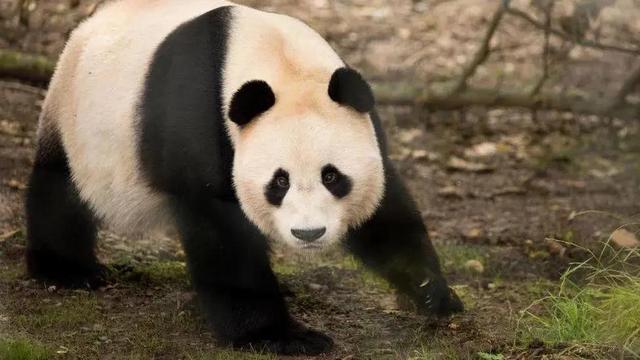 小熊猫外国可以养吗,为什么小熊猫不能养(3)