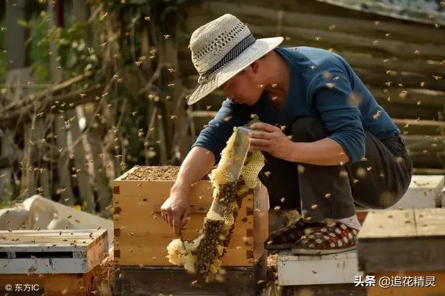 养蜂技术网上哪里买,养蜂怎么找销路(5)