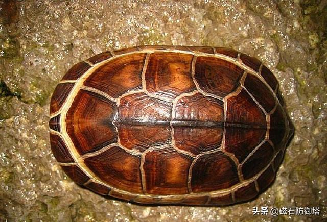 陆龟开纹,陆龟成体图片(4)