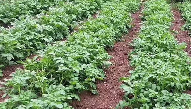 土豆种植的方法与技术,土豆种植技术最好的方法(1)
