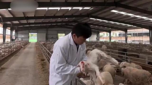 一个养羊高手的养殖模式,养羊致富的10个技巧(4)