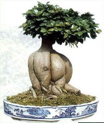 人参榕树能在家里种吗,人参榕树能在家里养吗(6)