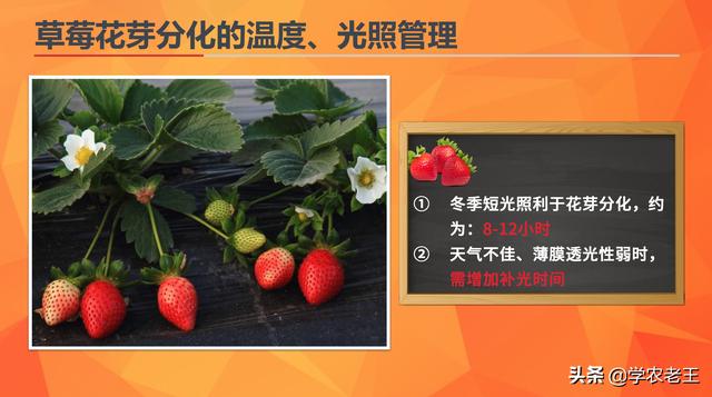 大棚草莓第二茬花芽短怎么办,大棚草莓花芽分化到多少适合定植(4)