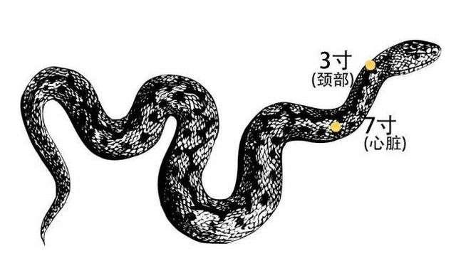 为什么蛇的七寸是要害,蛇为什么要打三寸和七寸(2)