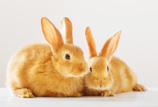 兔子皮肤病有几种配图,兔子皮肤病会自愈吗(1)