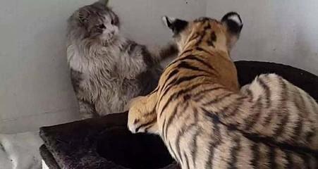 猫和老虎放在一起,猫和老虎放在一起的反应(2)