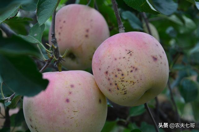 苹果秋天摘袋前需要浇水吗,苹果摘袋上色期间浇水可以吗(4)