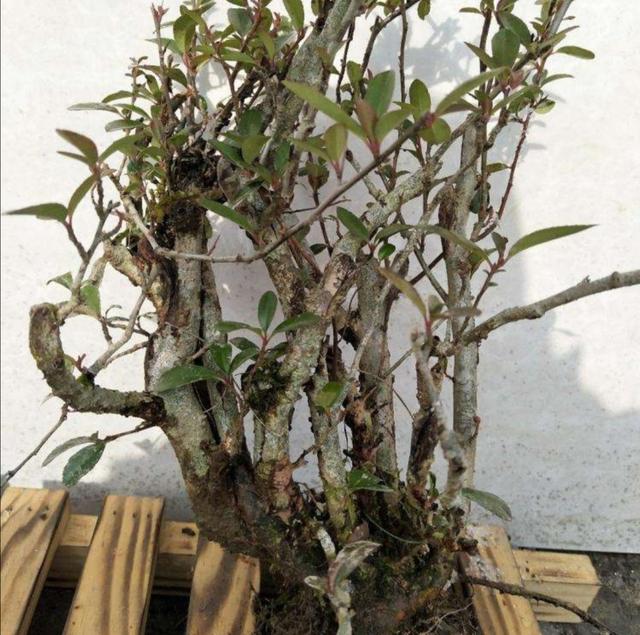 火棘树桩种植方法图解,火棘下山老桩栽培方法(2)