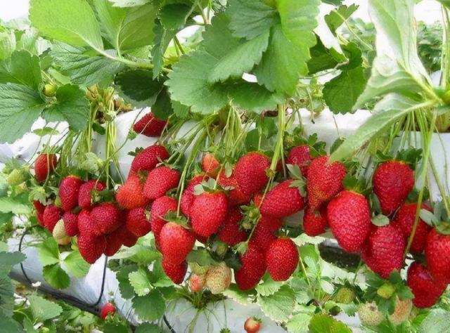 阳台上种草莓几招就让你收获满满,阳台上种植草莓掌握几种技巧(3)